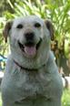 Labrador retriever jellegű - 8 éves szuka