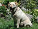 Labrador retriever jellegű - 8 éves szuka