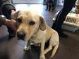 Labrador retriever - 1 éves szuka