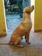 Labrador retriever - 8 hónapos kan
