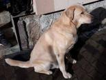 Labrador retriever  - 10 éves kan