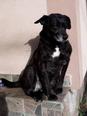 Labrador retriever jellegű - 10 éves szuka