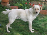 Labradorkeverék - 4 éves kan