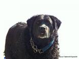 Labrador retriever - 10 éves szuka