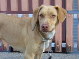 Labrador keverék - 2 éves kan
