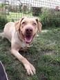 Labrador keverék - 2 éves kan