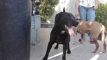 Labrador retriever keverék - 2 éves kan