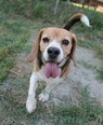 Beagle - 6 éves kan