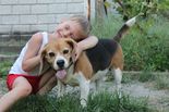 Beagle - 6 éves kan