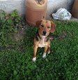 Beagle keverék - 1 éves kan