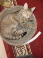 Házi macska - 2 éves nőstény