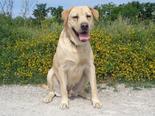 Labrador retriever - 7 éves kan