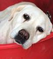 Labrador retriever - 10 éves szuka