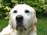 Labrador retriever - 8 éves kan