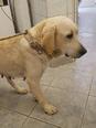 Labrador retriever - 4 éves szuka