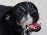 Labrador keverék - 11 éves kan