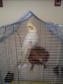 Nimfa Papagáj - 2 éves hím