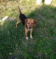 Beagle keverék - 1 éves kan