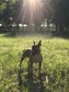 Angol Bull Terrier - 2 éves szuka