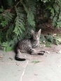 Házi whiskas cica kandúr