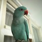 Kis sándor papagáj  - fiatal hím