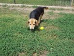 Beagle - 7 éves kan