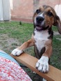 Beagle keverék  - 8 hónapos kan
