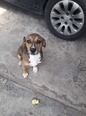 Beagle keverék  - 8 hónapos kan