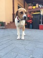 Beagle keverék - 4 éves kan
