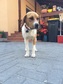 Beagle keverék - 4 éves kan