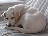 Labrador keverék - 1 éves szuka