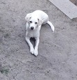 Labrador keverék - 1 éves szuka