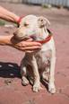 Labrador  - 8 hónapos szuka