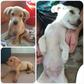 Labrador retriever jellegű - 3 hónapos szuka
