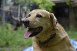 Labrador retriever - 7 éves szuka