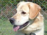Labrador retriever jellegű - 6 éves kan
