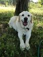 Labrador retriever - 10 éves kan