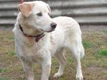 Labrador retriever jellegű - 7 éves kan