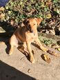 Terrier-beagle keverék - 5 hónapos kan