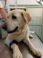 Labrador retriever - 6 éves kan
