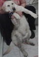 Labrador - 3 éves kan