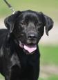 Labrador retriever - 5 éves szuka