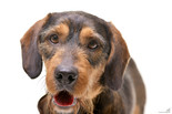 Tacskó-beagle keverék - felnőtt kan