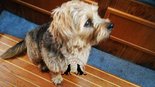 Norfolk Terrier - 6 éves kan