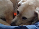 Labrador keverék - 3 éves szuka