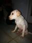Labrador retriever - 5 hónapos kan