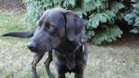 Labrador retriever jellegű - 2 éves szuka