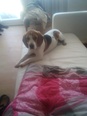 Beagle  - 1 éves kan