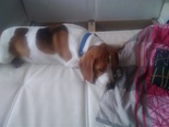 Beagle  - 1 éves kan