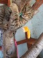 Európai rövidszőrű - 2 éves kandúr